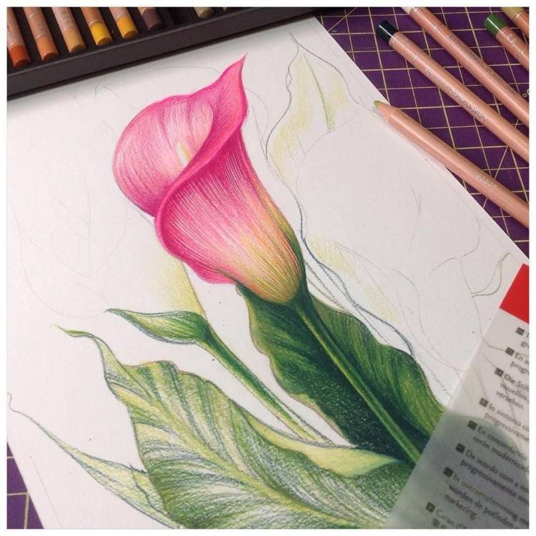 Рисование цветов цветными карандашами