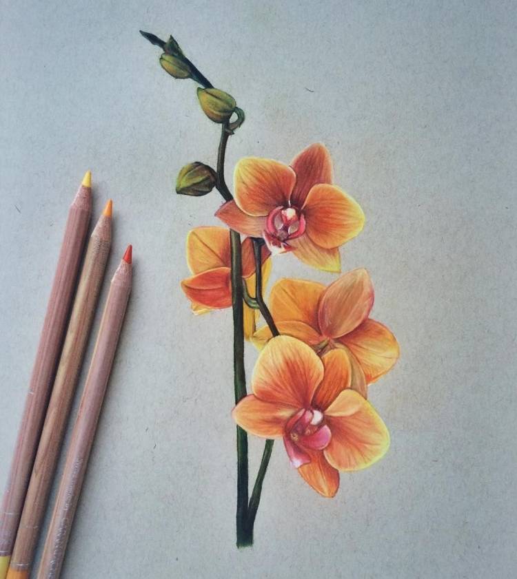Цветы цветными карандашами