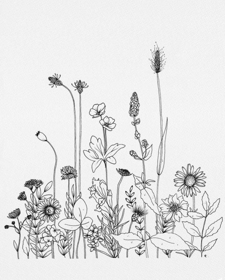 Цветы полевые рисунок карандашом