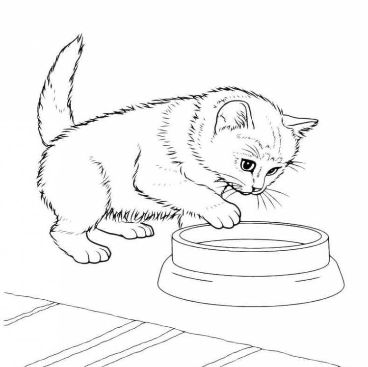 Рисунки котиков для срисовки 