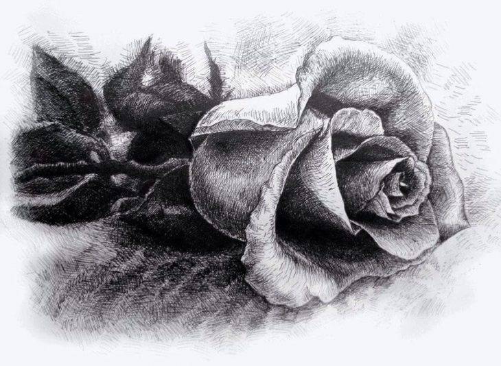 Рисунки роз карандашом для срисовки 