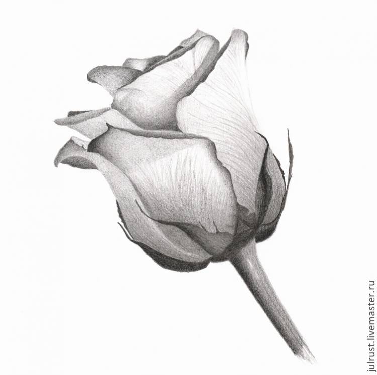 Картина Роза, рисунок розы серый белый графика карандаш в интернет