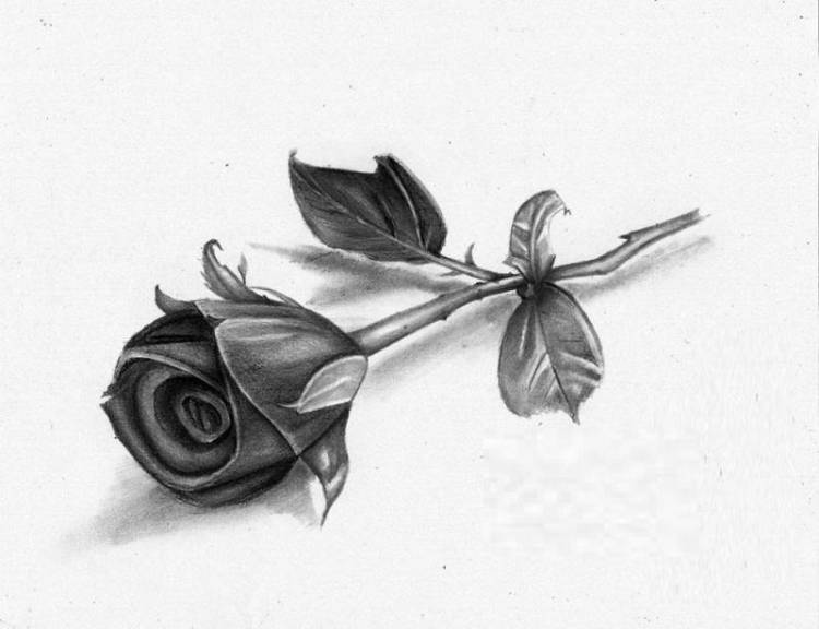 Как нарисовать розу легко (карандашом) поэтапно для детей и начинающих красиво и просто