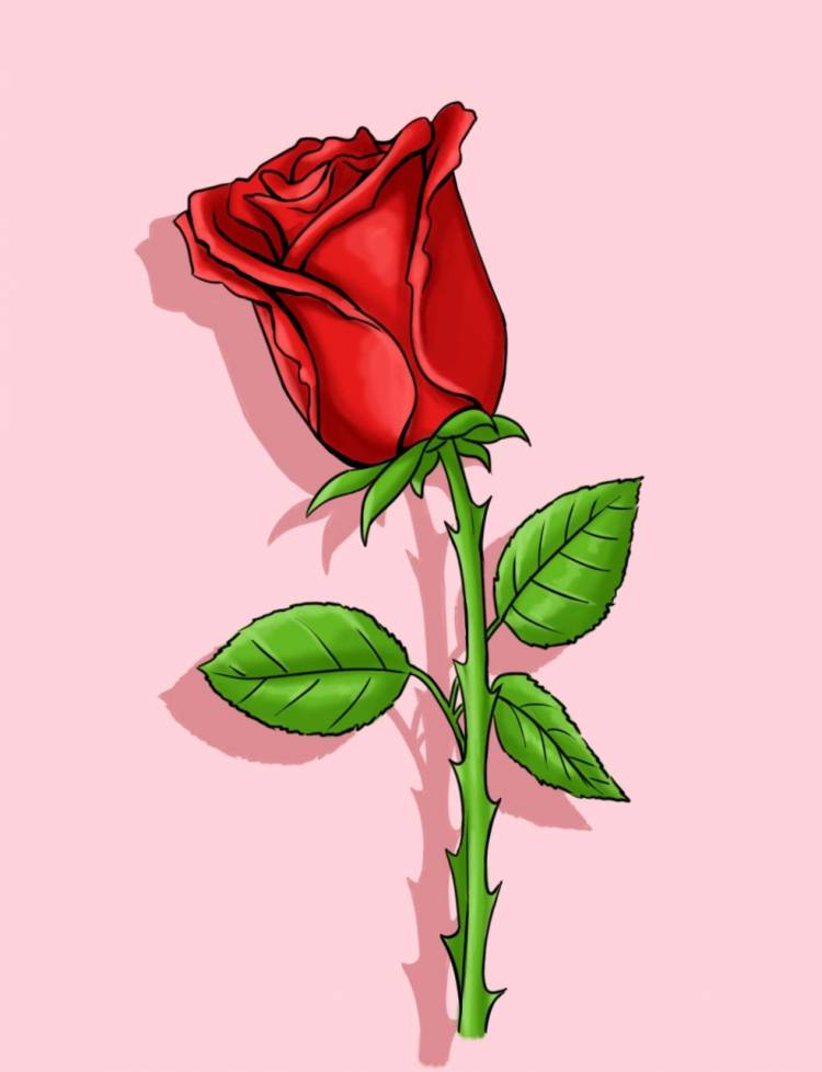 Цветок роза рисунок