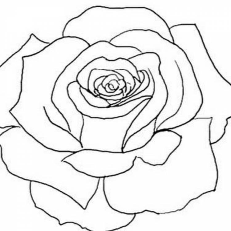 Шаблон роза рисунок
