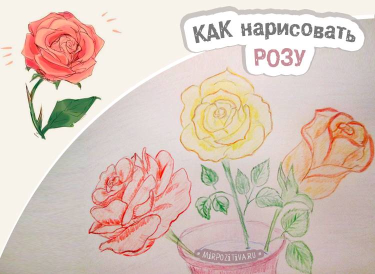 Как нарисовать розу поэтапно карандашом