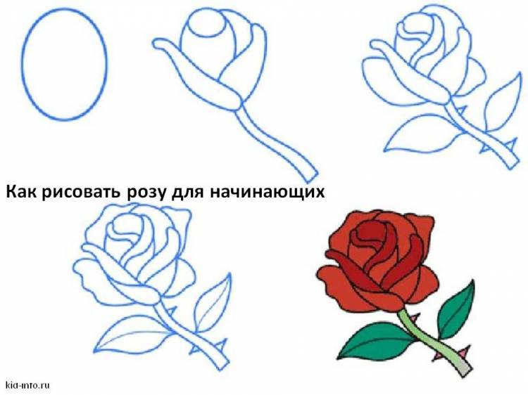 Pin on Roses drawing