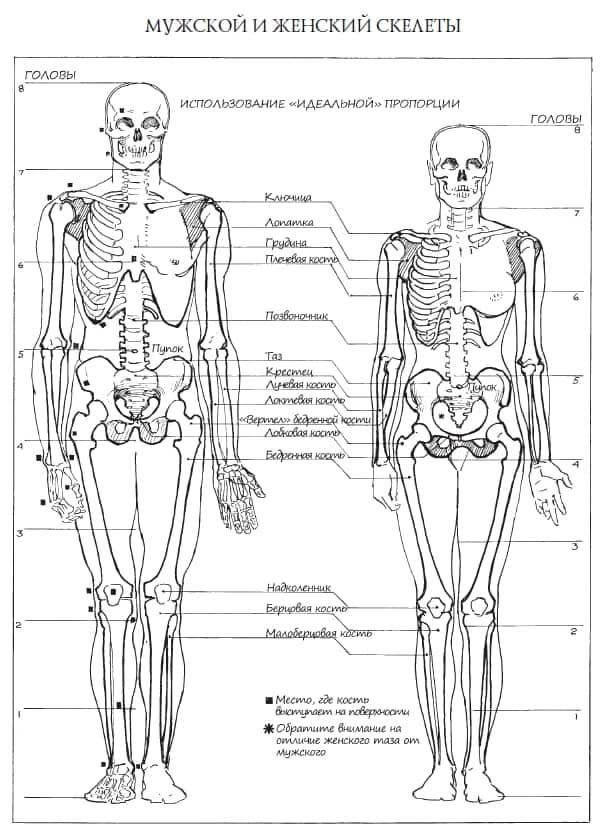 Анатомия и структура человека для художников