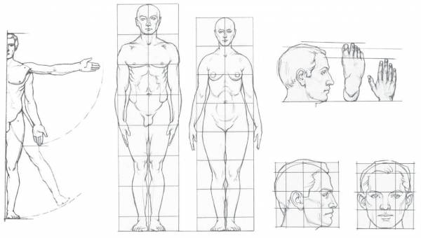 Анатомия человека для рисования для начинающих поэтапно