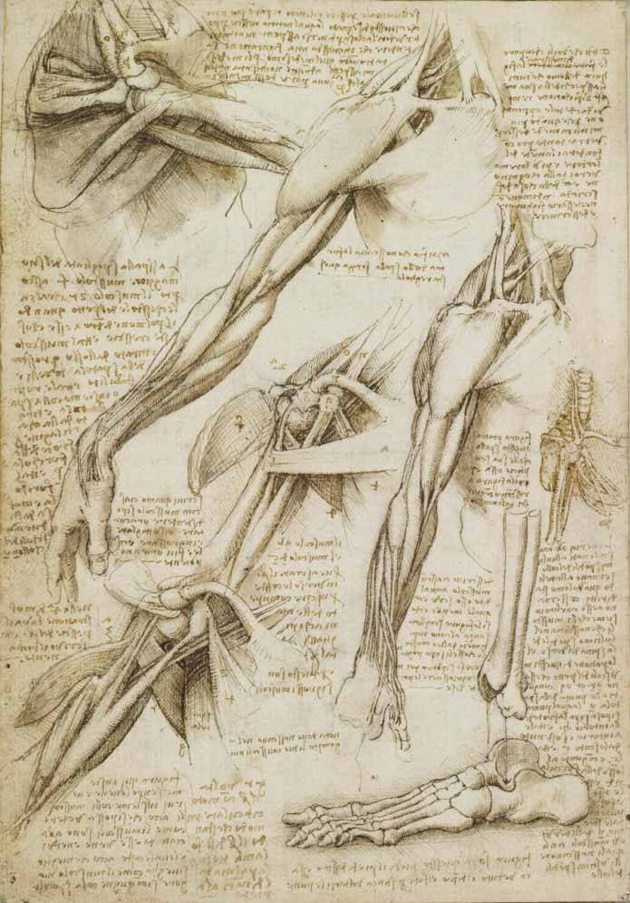 Пластическая анатомия для начинающих художников