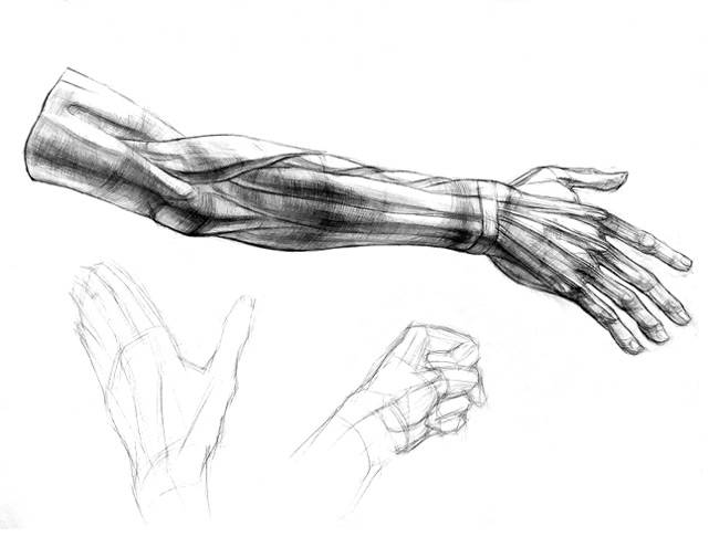 Рисование анатомической руки