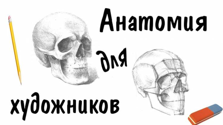 Рисунок черепа, пропорции лица ▻ Анатомия для художников