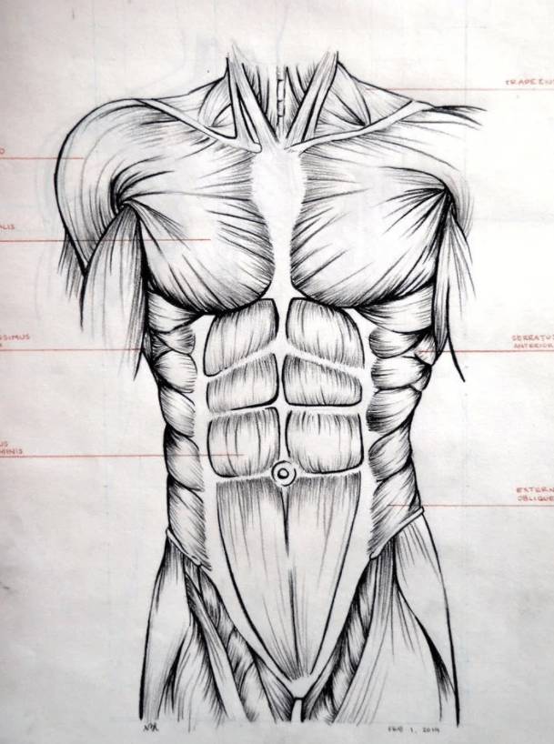 Как правильно рисовать мускулы на теле » Как нарисовать поэтапно