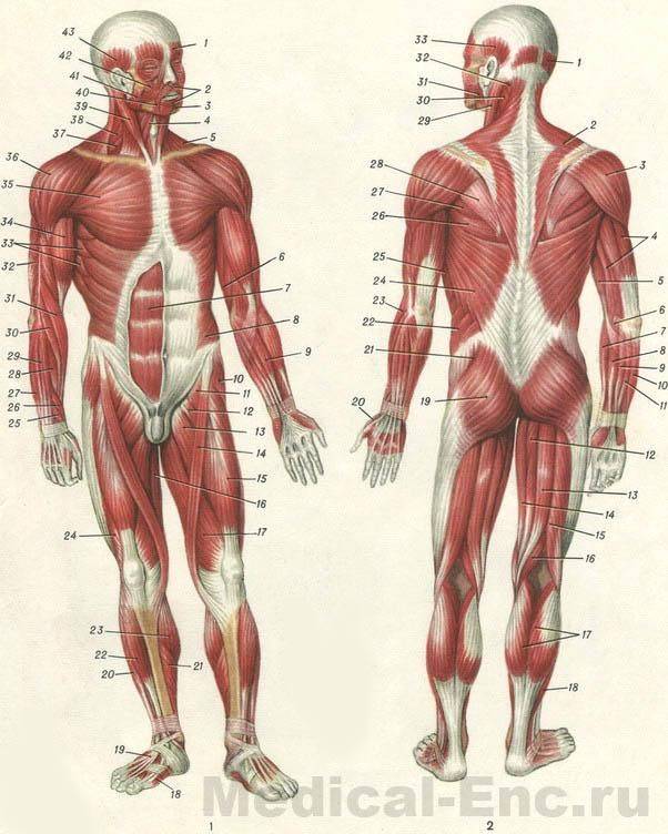 Мышцы человека в картинках
