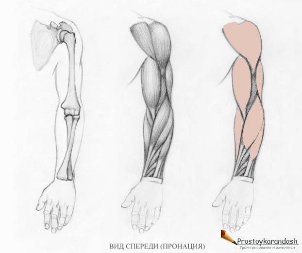 Как рисовать руки? Анатомия для художника » Как нарисовать поэтапно