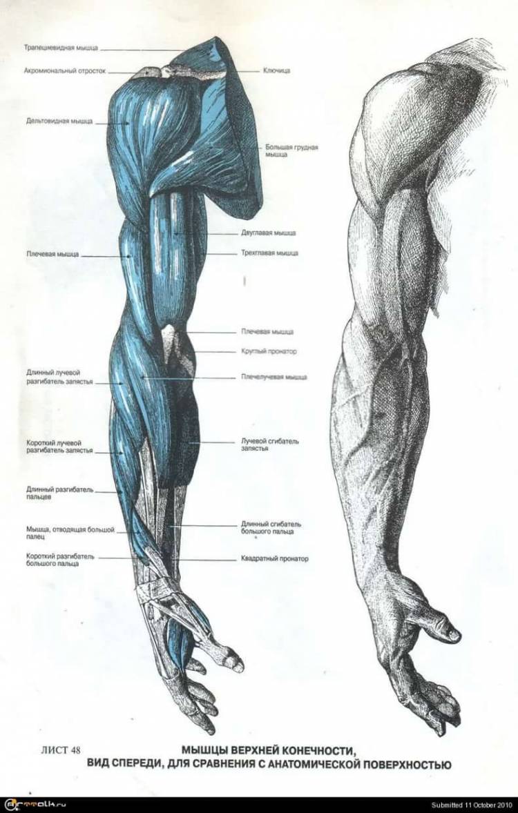 анатомия человека мышцы для художников