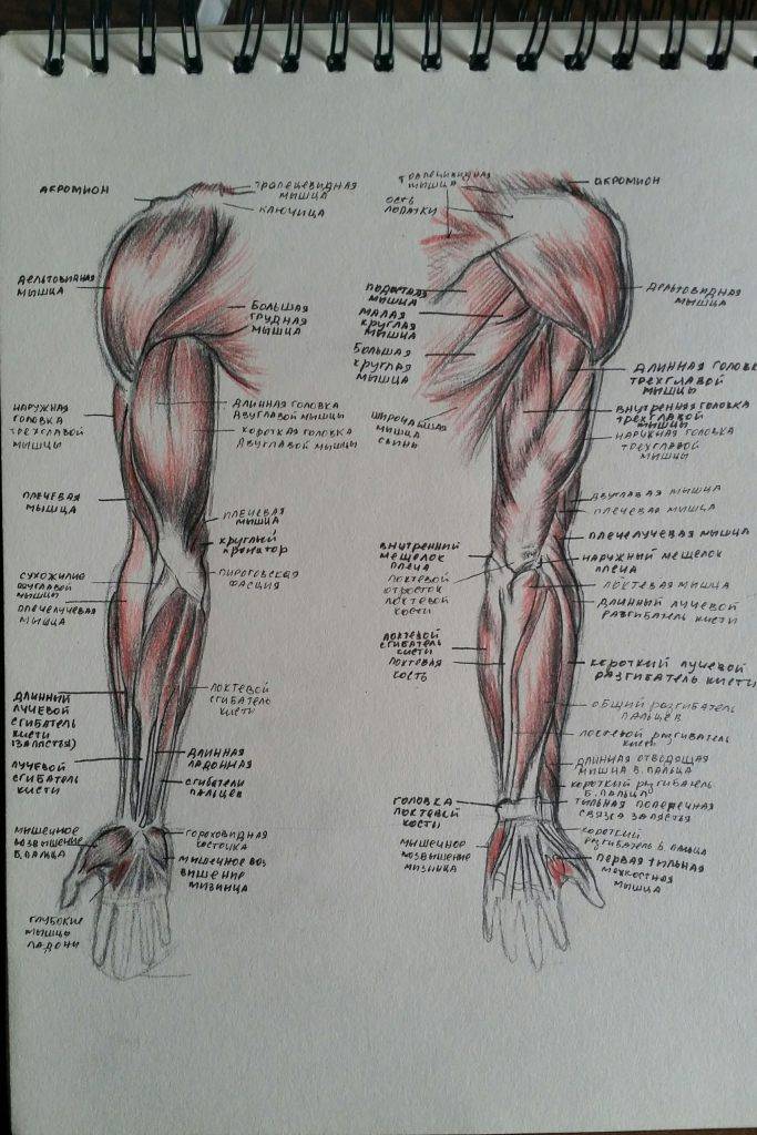 анатомия человека в картинках мышцы