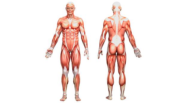лекций по анатомии рисования человека