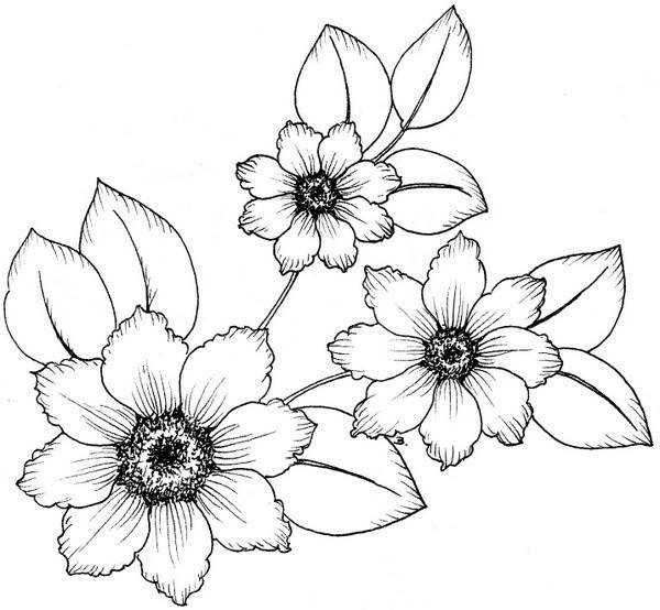 Рисунки цветов для срисовки