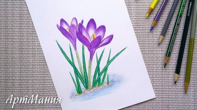 How to draw spring flowers crocuses with colored pencils