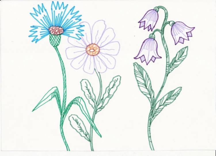 Рисунки полевых цветов для срисовки