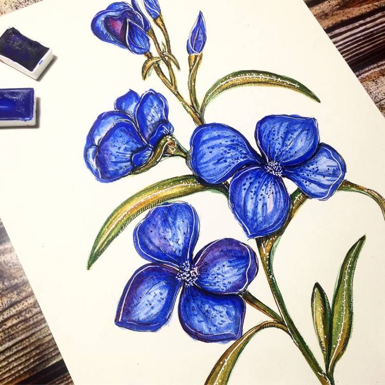 Полевые цветы рисунок акварелью Wild flowers watercolor drawing