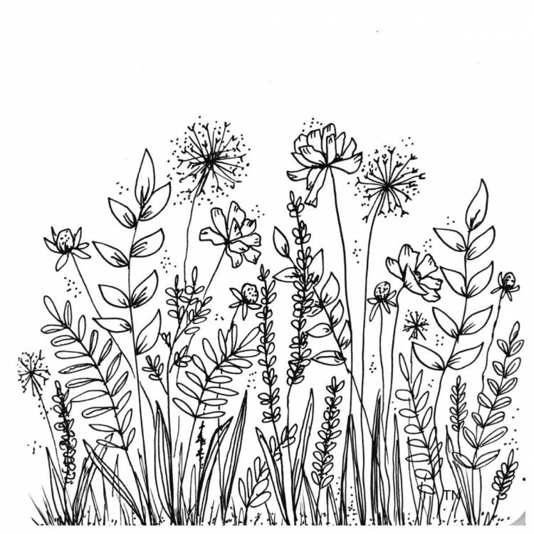 Рисунки полевых цветов для срисовки