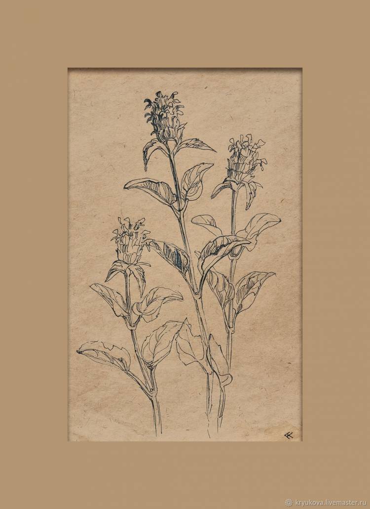 Ботаническая зарисовка» Картина полевые лето цветы с цветами рисунок в интернет