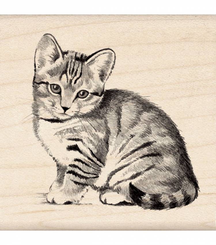 Котенок полосатый рисунок
