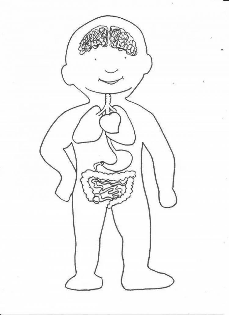 Раскраски Внутренние органы человека для детей 