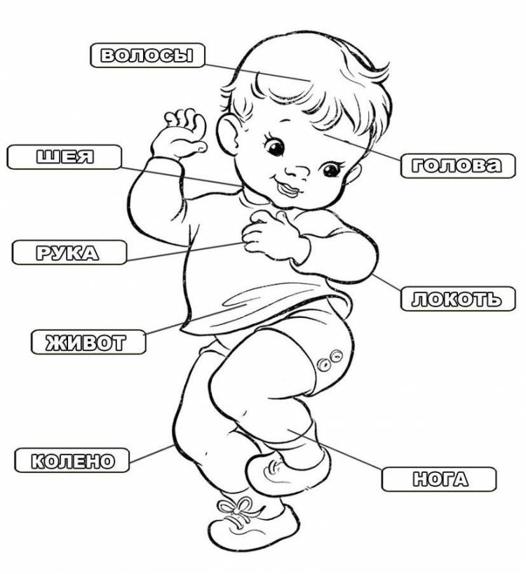 Анатомия человека для детей Как устроен человек, органы и части тела