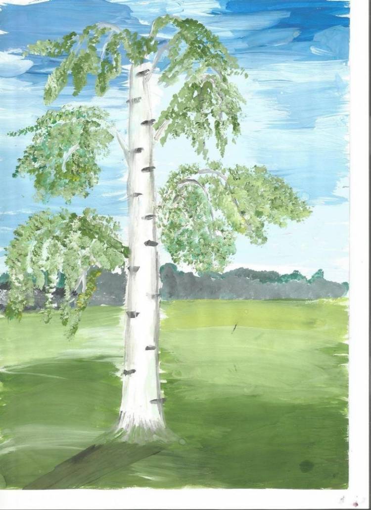 Рисунок белая береза васильева