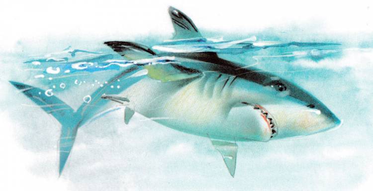 Иллюстрация к рассказу акула Толстого