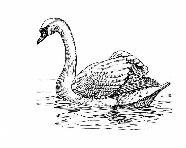 Рисунок лебедь с лебедятами