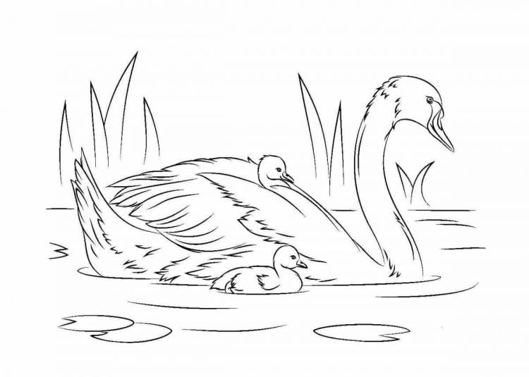 Рисунок лебедь с лебедятами
