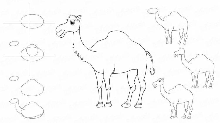 Верблюд рисунок карандашом