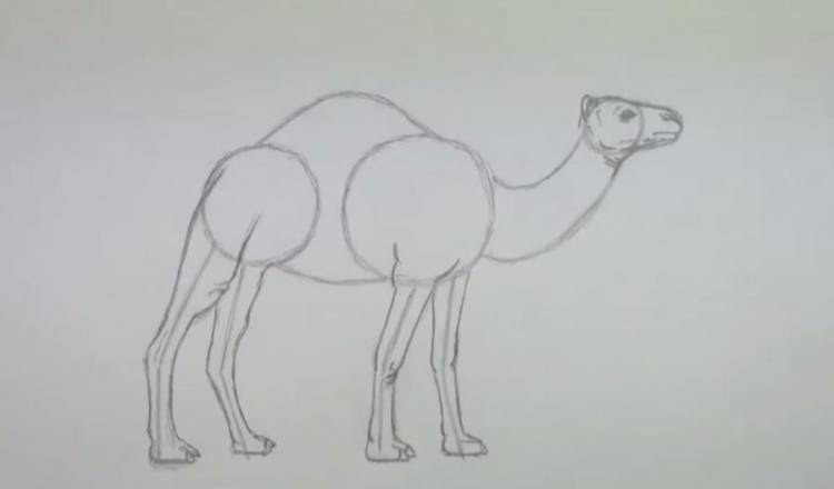 Как нарисовать верблюда поэтапно