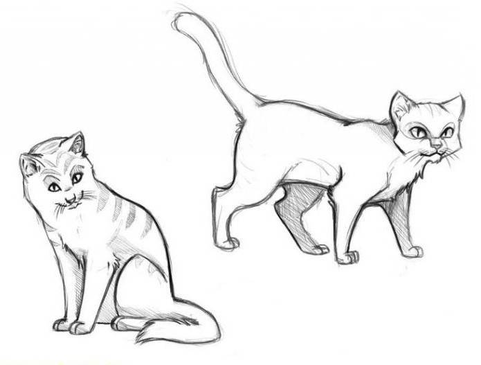 Узнаем как рисовать котов воителей