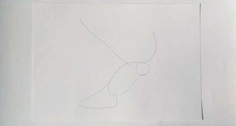 Как нарисовать ворону карандашом