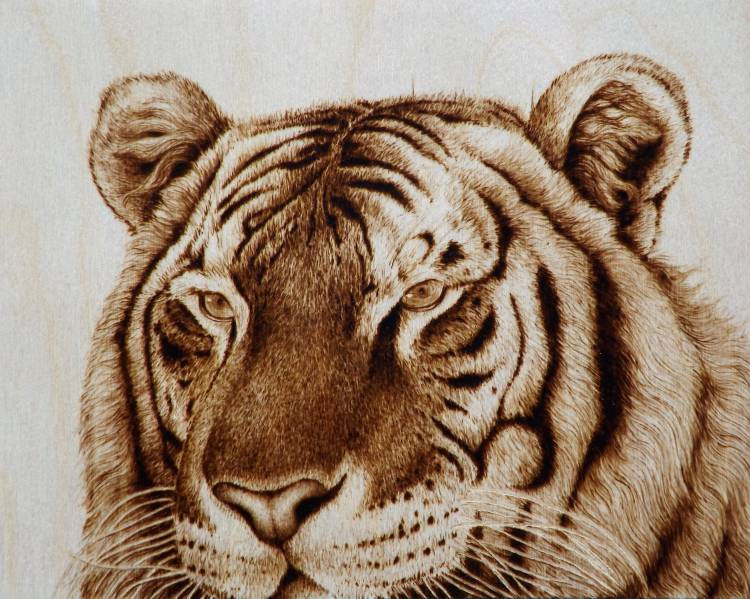 Рисунки для выжигания тигр 
