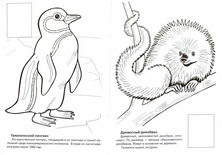 Животные из красной книги рисунки карандашом простые 