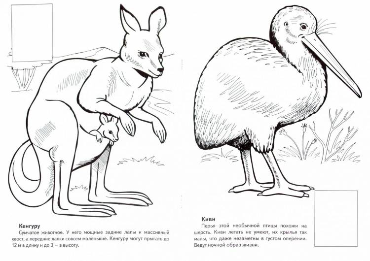 Животные красной книги рисунки карандашом