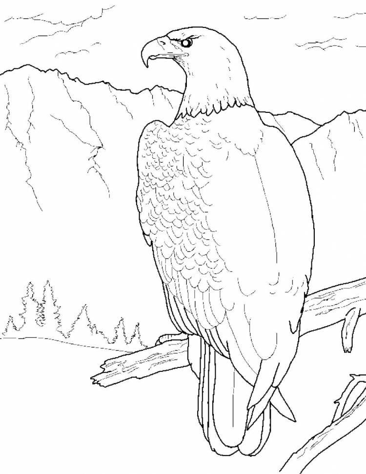 Рисунки животных и птиц из красной книги 