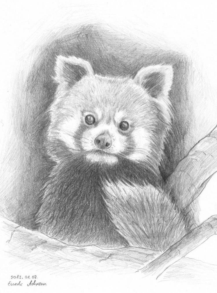 Красная Панда рисунок поэтапно
