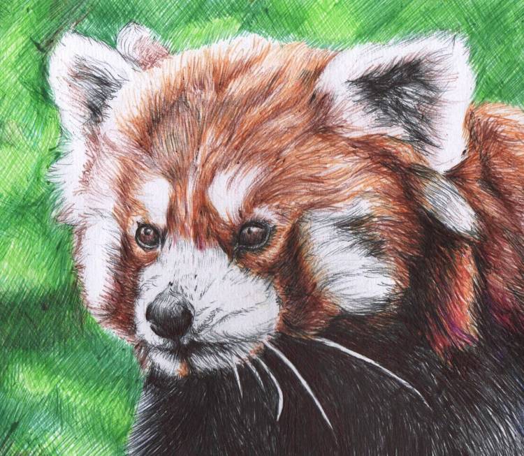 Красная панда рисунок карандашом