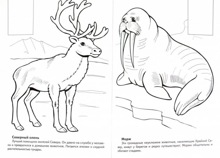 Животные из красной книги рисунки карандашом
