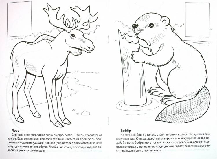 Рисунок на тему красной книги животные