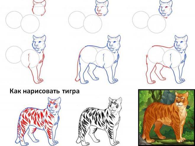 Как нарисовать животных из красной книги карандашом поэтапно?