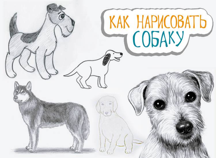 Как нарисовать собаку поэтапно карандашом