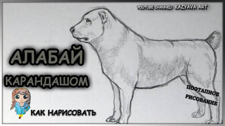 Как нарисовать собаку породы АЛАБАЙ карандашом